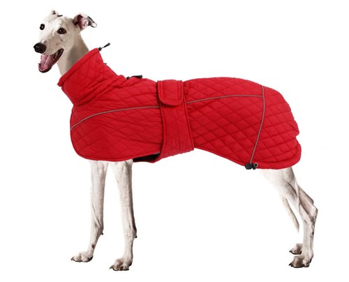 Greyhound lurcher winter - winter, coat